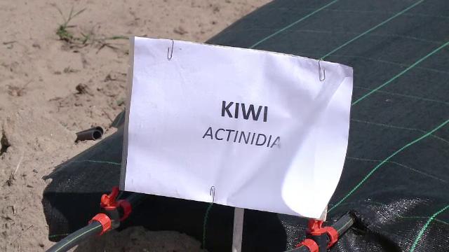 Plantaţii de kiwi şi banane, în Oltenia. Când vom avea primele "kiwi de Dăbuleni"