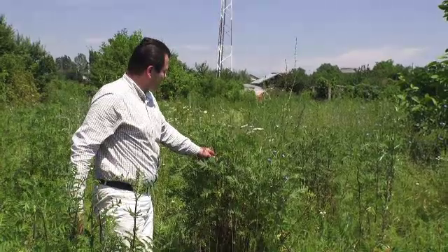 Planta care poate provoca probleme de sănătate, dar și financiare. Trebuie distrusă