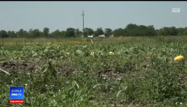 Grindina a făcut prăpăd în țară. Fermierii se plâng că le-au fost distruse culturile