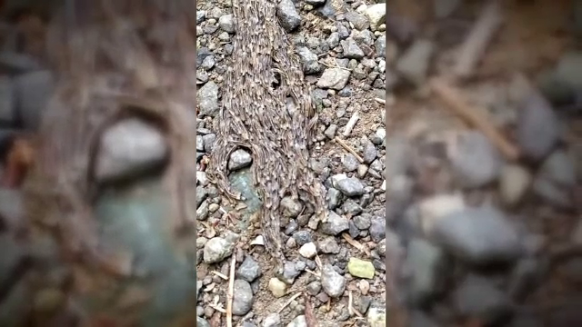 Momentul în care un bărbat vede o creatură bizară, pe stradă. ”Părea ca un extraterestru”