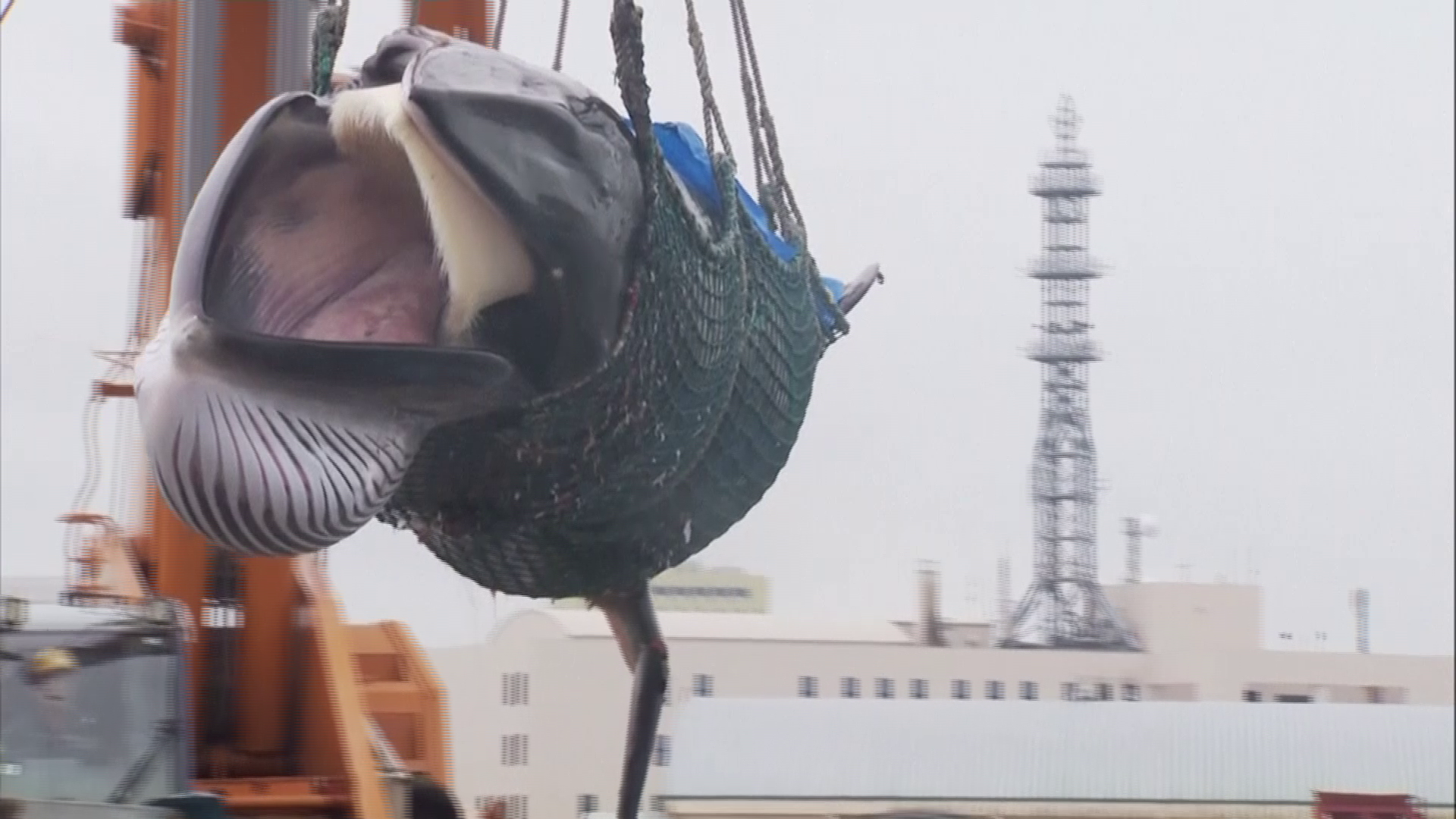 Un scafandru care a fost înghițit de o balenă a povestit cum a reușit să supraviețuiască