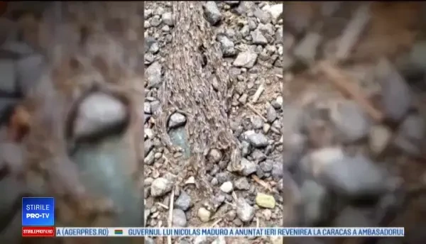 Momentul în care un bărbat vede o creatură bizară, pe stradă. ”Părea ca un extraterestru”