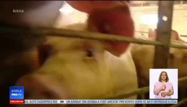 Cum a ajuns virusul pestei porcine în județul Dâmbovița. ”A spus că nu îl interesează”