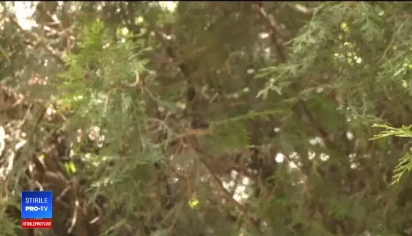 Cinci specii noi de țânțari în România, din cauza încălzirii globale. Ce boli pot transmite