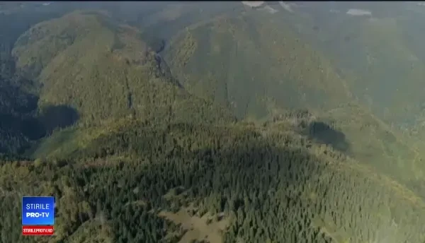 1,6 milioane de hectare de verdeață și păduri, în pericol. Ce spun voluntarii, dar și parlamentarii