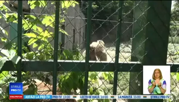 Doi urşi de la grădina zoologică din Galaţi s-au luat la bătaie pentru o îngheţată