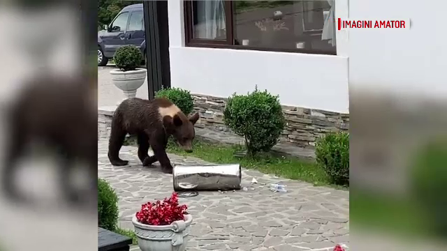 Turişti terorizaţi de urşii gunoieri, în mai multe staţiuni. Animalele nu se tem de nimic