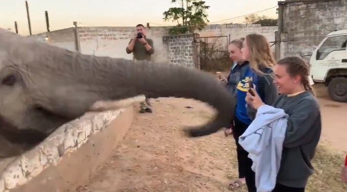 Pățania unei turiste care s-a apropiat prea mult de un elefant. VIDEO