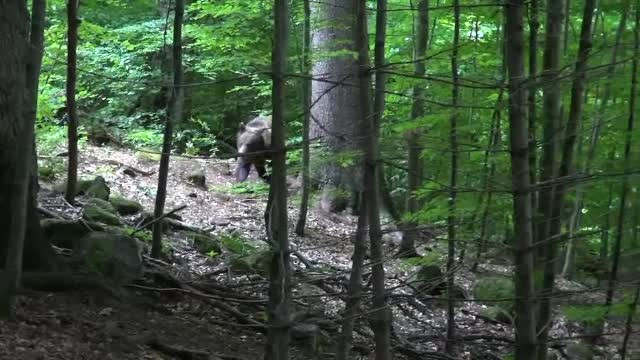 Noi incidente cu urși ajunși în zone locuite. Un bărbat a fost atacat pe câmp