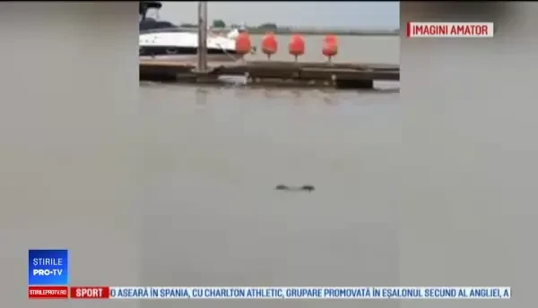 Animal neobişnuit, filmat în Dunăre. Specialiştii spun că de vină sunt pesticidele