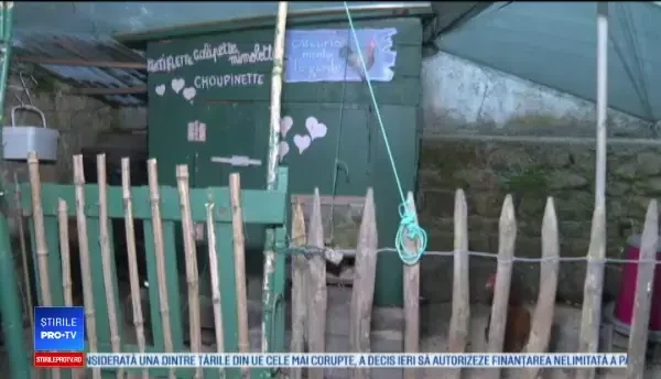 Cum a ajuns un cocoș în centrul unei dispute juridice. ”Ne temem de consecințele cazului”