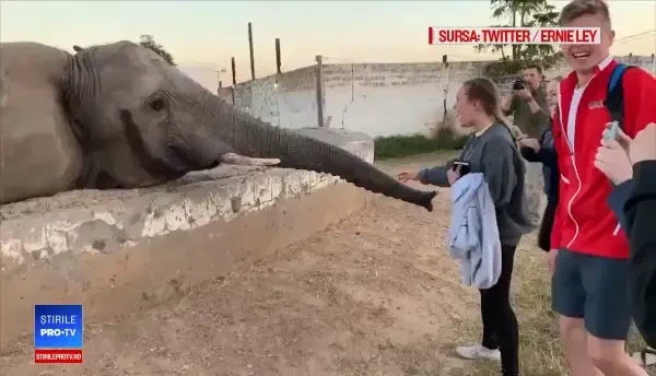Pățania unei turiste care s-a apropiat prea mult de un elefant. VIDEO
