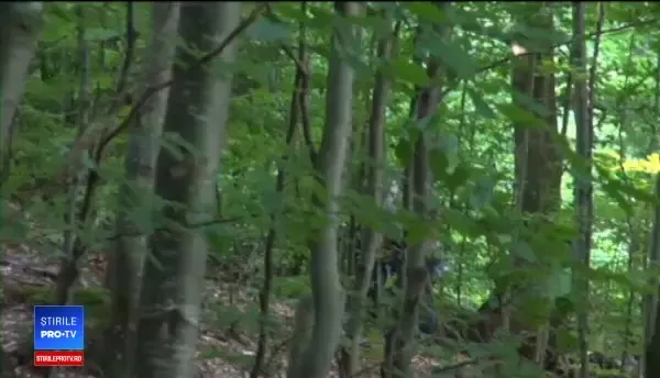 Urși hrăniți cu mâncare de câini la Sfânta Ana. Reacția Ministerului Mediului