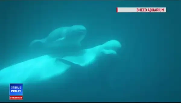 Un pui de delfin alb de doar 3 zile este noua vedetă a unui acvariu din Chicago