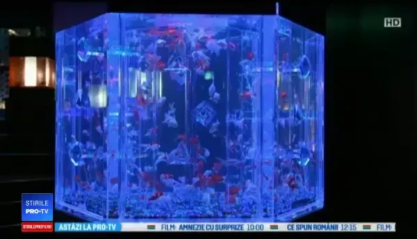 Concept inedit la cel mai mare acvariu din Tokyo. Cum este promovat obiectivul turistic