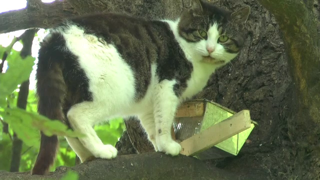 S-a urcat în urmă cu 6 ani într-un copac și de atunci nu a mai coborât. Povestea motanului din Polonia