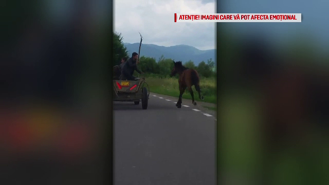 Scene înfiorătoare în Covasna. Un cal este bătut cu furca de proprietar