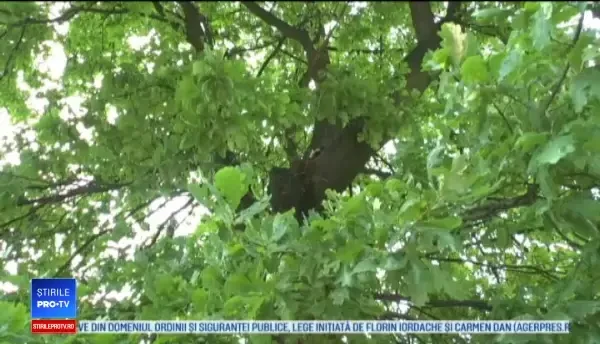 S-a urcat în urmă cu 6 ani într-un copac și de atunci nu a mai coborât. Povestea motanului din Polonia