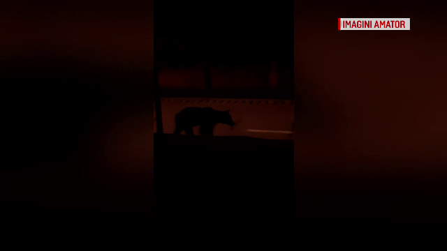 Un urs a intrat într-un restaurant şi a golit frigiderele, în Tușnad. Ce face în fiecare noapte