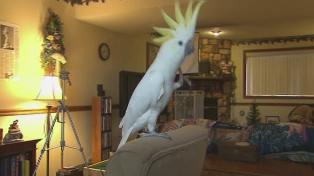 Snowball, papagalul care i-a impresionat pe cercetători cu mişcările sale. Ce ştie să facă