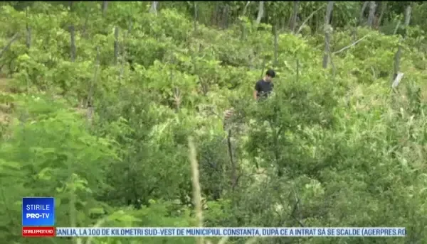 O bătrână din Vaslui a dispărut fără urmă de două zile. Căutările decurg greu