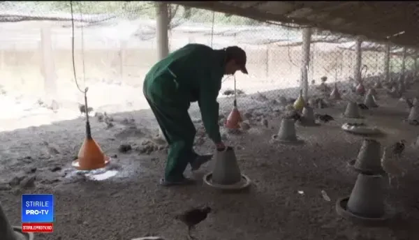 Vânzări record pentru cea mai mare crescătorie de fazani din țară, aflată în Prahova