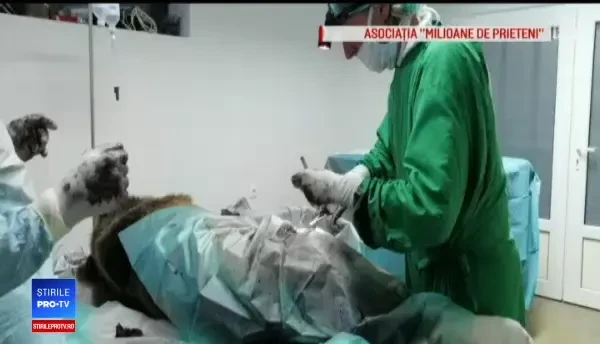 Ursoaica lovită de maşină pe DN1, operată de un medic venit special din Germania