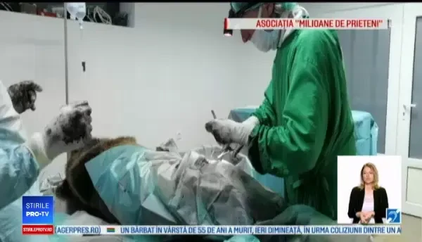 Povestea medicului veterinar care a venit în România special pentru un urs rănit pe DN1