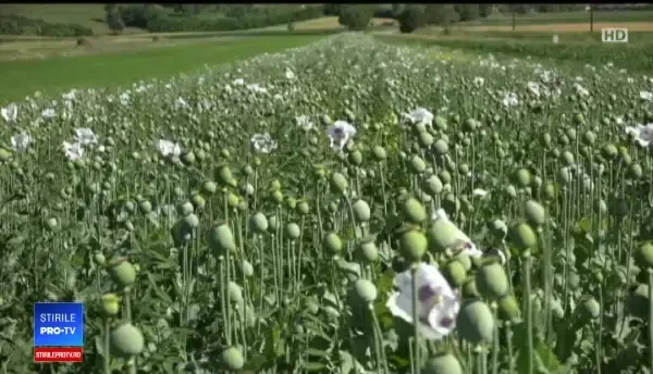 Planta vândută în piețe cu 50 de lei kilogramul. Vremea ploioasă a dublat recolta