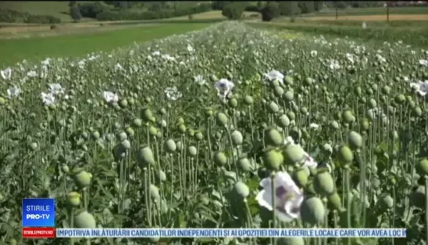 Românii care produc legal opiu, la poalele Munţilor Trascău. Preţul cu care îl vând