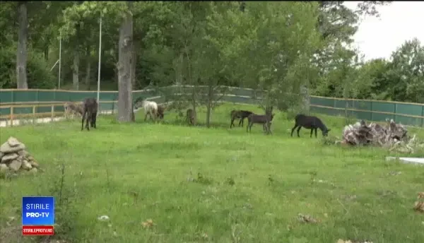 O fermă inedită, deschisă lângă Sanctuarul de urşi de la Zarneşti. Ce se întâmpla cu animalele chinuite