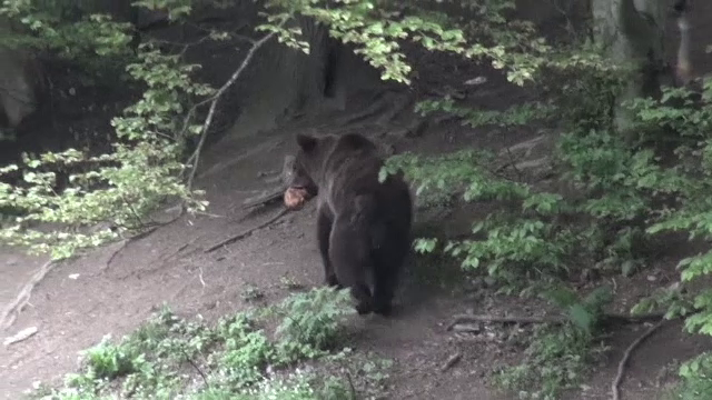 Amenzi pentru cei care hrănesc ilegal urșii. Ministrul Mediului: „Aşa nu se mai poate”