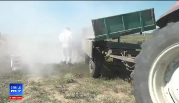 Pesta porcină continuă să facă ravagii. Județul în care a fost depistat un nou focar