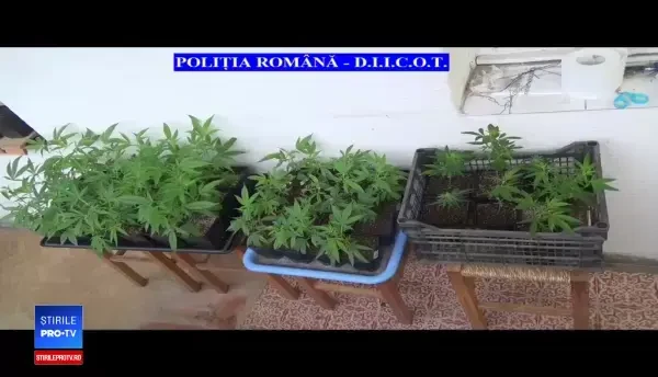 Ce au găsit procurorii DIICOT în beciul unui bărbat din Târgu Mureş. A fost arestat