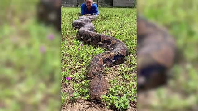 Piton de 6 metri și 91 de kilograme. Ar putea deveni în curând cel mai mare din lume