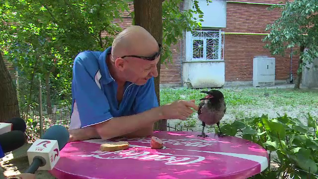 Cioara devenită mascota unui cartier din Galaţi. Oamenii o pun să le cureţe seminţele