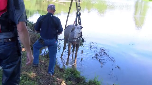 Momentul în care un cal este scos dintr-un lac. Detaliul știut numai de stăpânul său