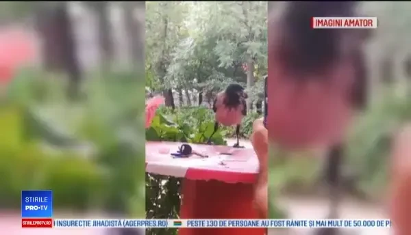 Cioara devenită mascota unui cartier din Galaţi. Oamenii o pun să le cureţe seminţele