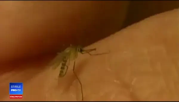 Prima infecție cu West Nile, la Galaţi. Simptomele care l-au alarmat pe bolnav