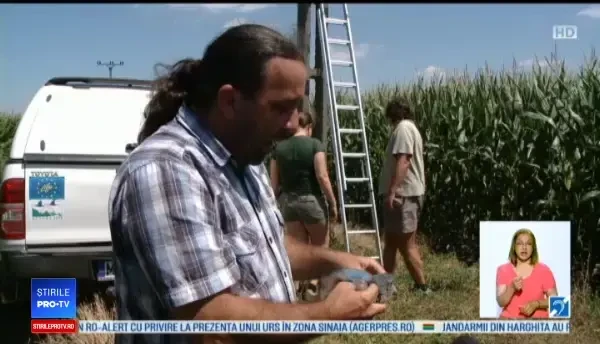 Specie de păsări pe cale de dispariție, ajutor nesperat. Ce fac specialiștii pentru a o salva
