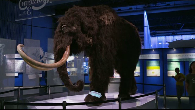 Mamutul lânos, unul dintre cele mai impozante animale, expus la Tokyo