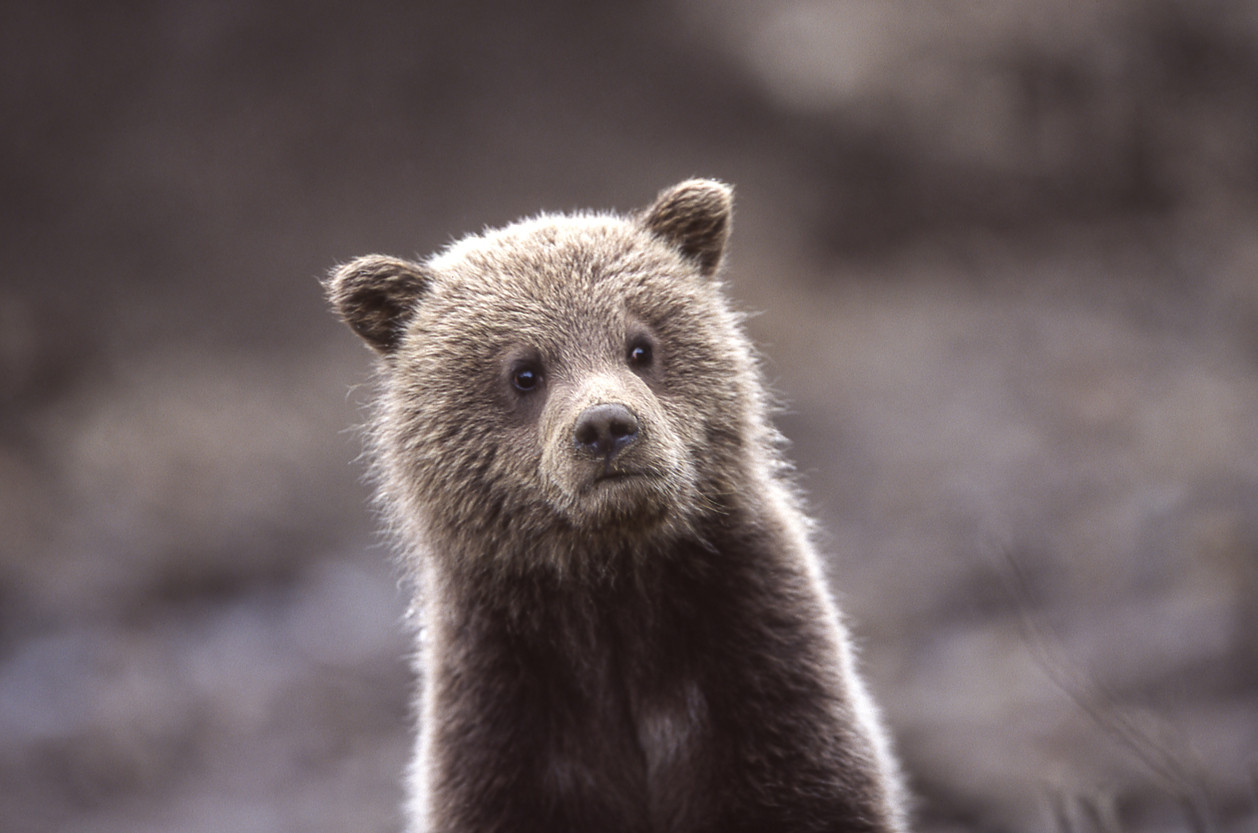 Turiștii din Mureș, avertizați că ursul cu care s-au tot fotografiat ar putea să îi atace