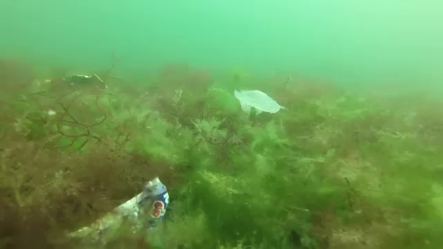 În Marea Neagră vor fi mai multe gunoaie decât peşti. Unele specii conţin deja plastic