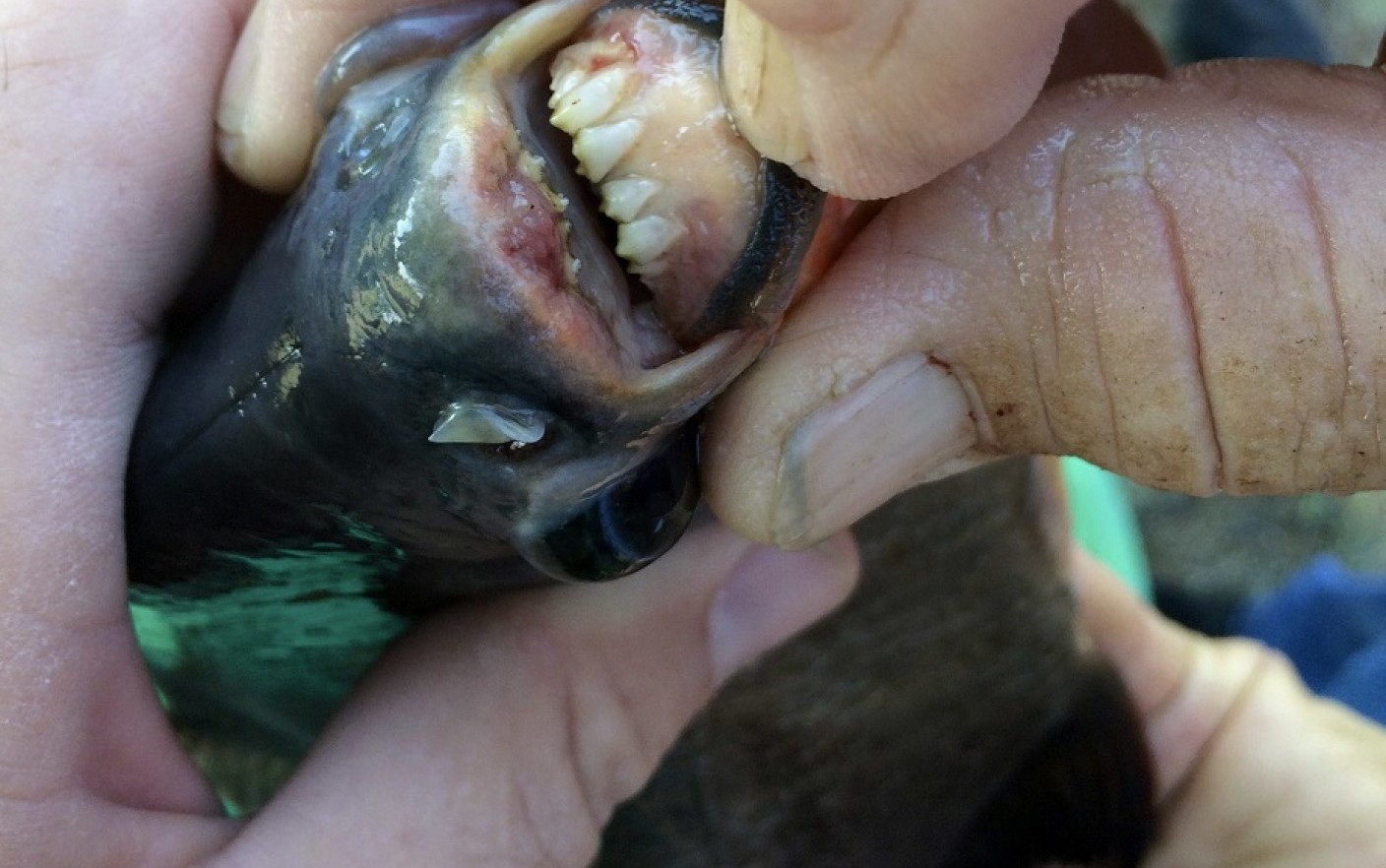 Ce erau de fapt pestii piranha gasiti in Maramures. “I-au aruncat niste inconstienti”