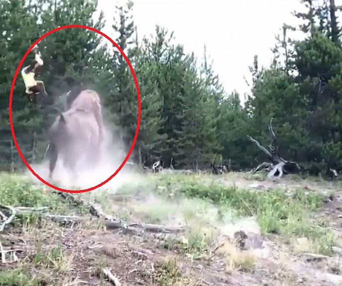 Momente terifiante într-un parc din SUA. Fetiță lovită și aruncată în aer de un bizon