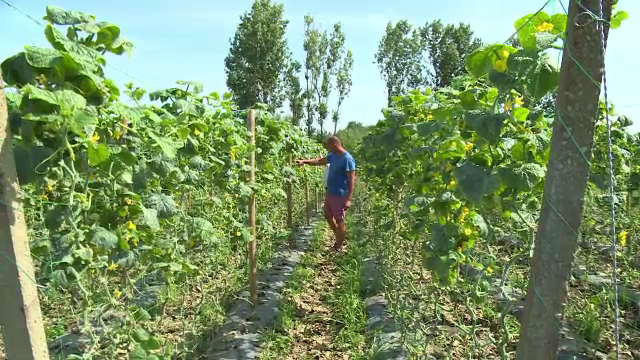 Un german oferă semințe de castraveți fermierilor din Bihor, apoi le cumpără toată recolta