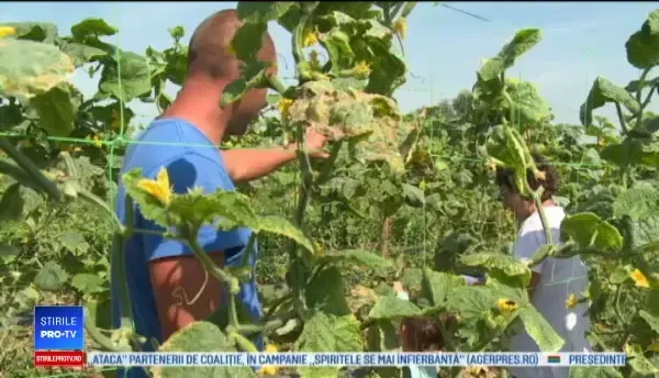 Un german oferă semințe de castraveți fermierilor din Bihor, apoi le cumpără toată recolta