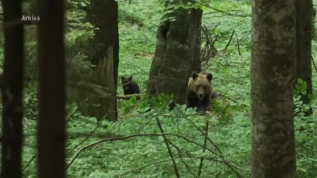 Mesaj RO-ALERT după ce un urs a fost văzut într-un sat din Horezu