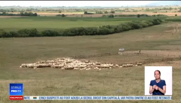 Românii aduc lână din Italia și Turcia. Cum s-a ajuns în această situație