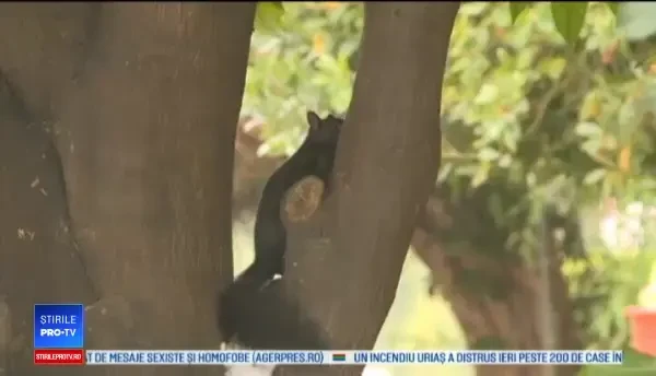 Alertă într-un oraș din SUA din cauza unui animal agresiv. Un pompier a fost rănit